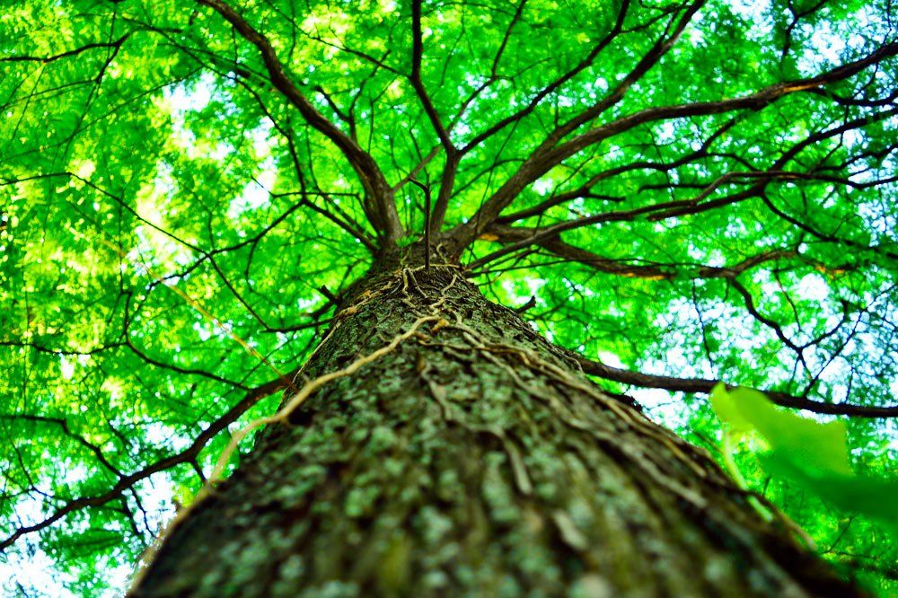 A Tree With a Strong Trunk — Pittsburgh, PA — Greater Pitt Tree Service LLC