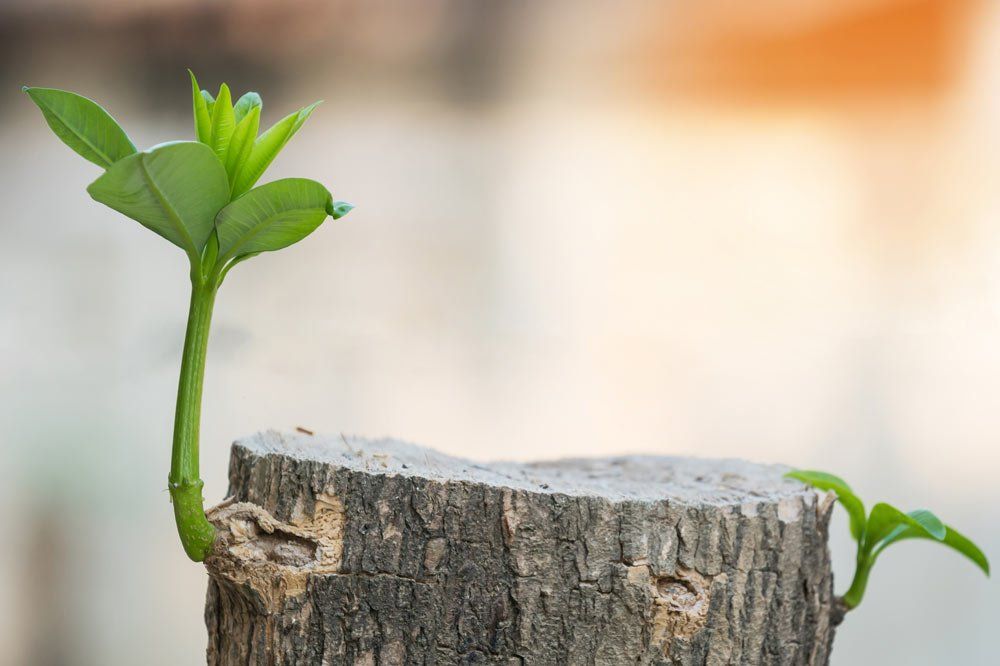 Stump Tree Growth — Pittsburgh, PA — Greater Pitt Tree Service LLC