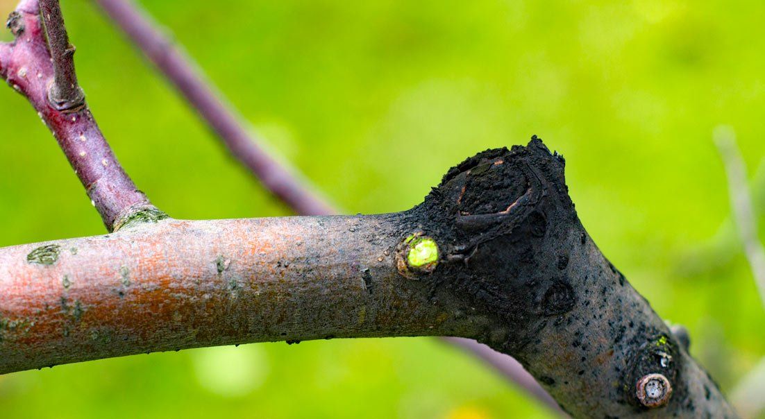 Diseased Tree — Pittsburgh, PA — Greater Pitt Tree Service LLC