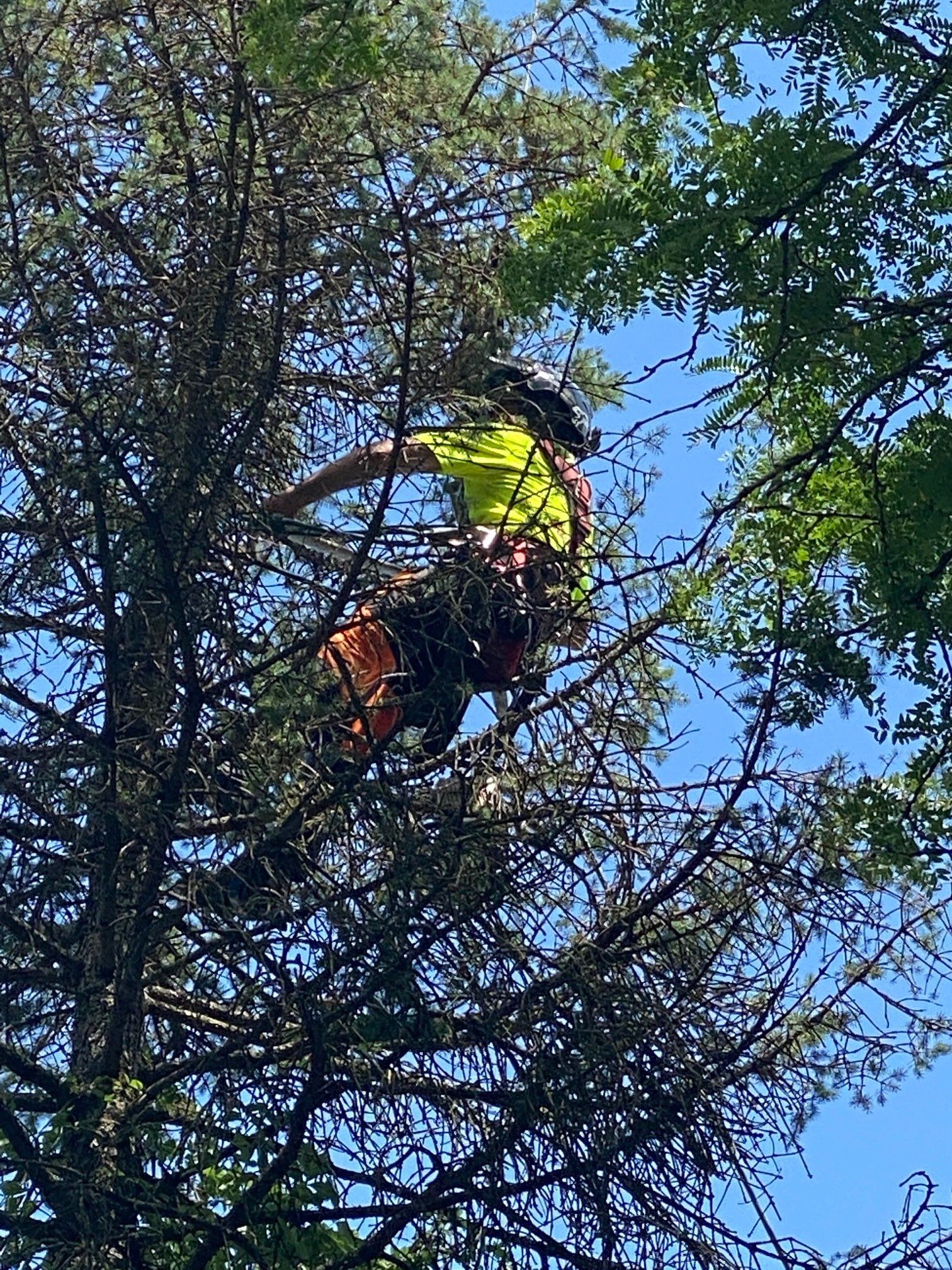 Land Clearing Using Land Clearing Equipment — Pittsburgh, PA — Greater Pitt Tree Service LLC