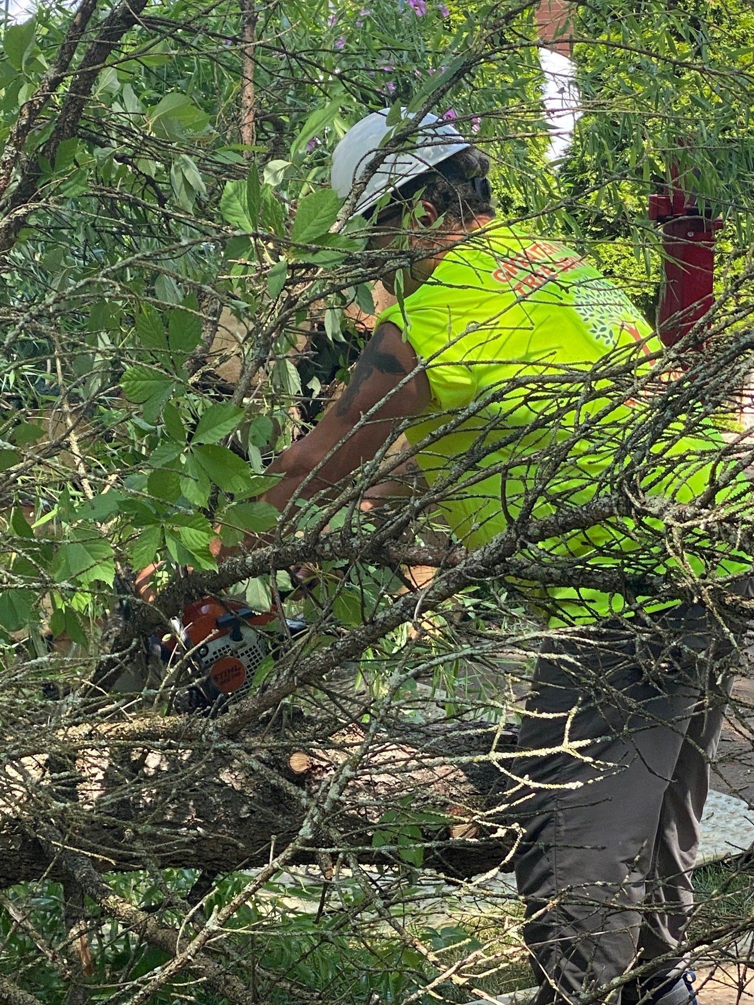 Dead Tree — Pittsburgh, PA — Greater Pitt Tree Service LLC