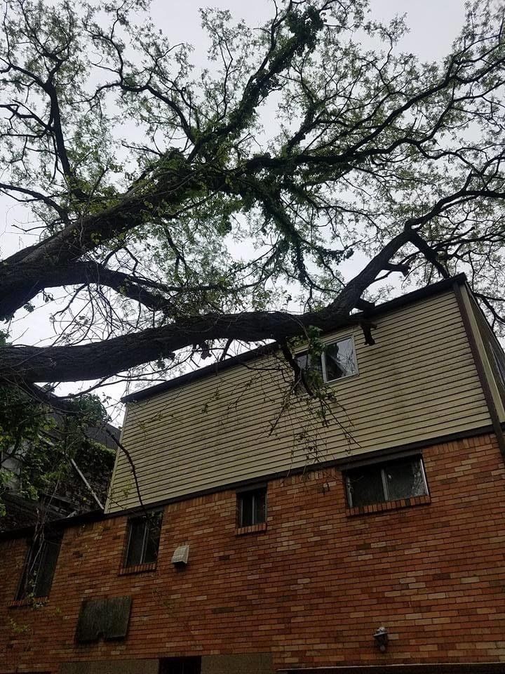 Large Tree Lying Across the Street — Pittsburgh, PA — Greater Pitt Tree Service LLC