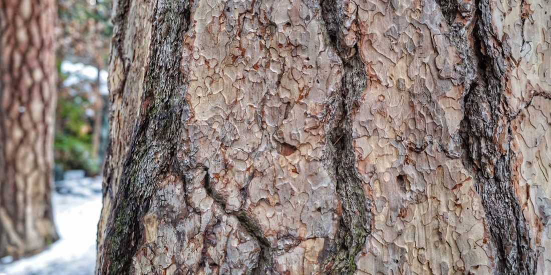 Tree Barks — Pittsburgh, PA — Greater Pitt Tree Service LLC Tree Barks — Pittsburgh, PA — Greater Pitt Tree Service LLC