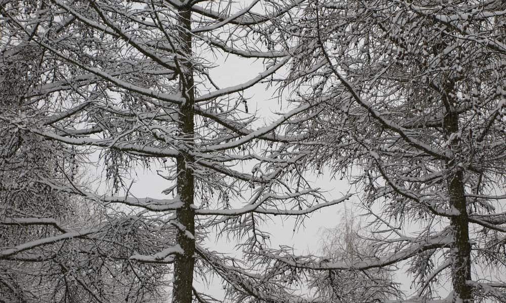 Snow Covered Trees — Pittsburgh, PA — Greater Pitt Tree Service LLC