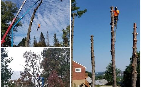 Man Cutting Dead Tree — Pittsburgh, PA — Greater Pitt Tree Service LLC