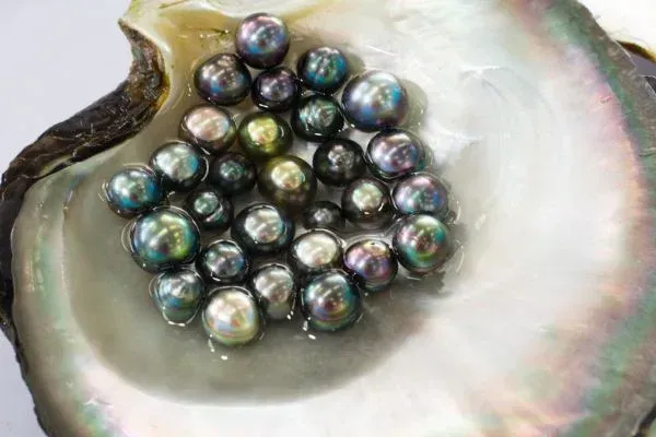 Black and iridescent Tahitian pearls of various sizes in an open, iridescent oyster shell.