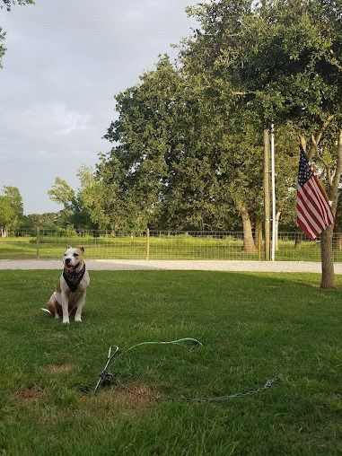 Dog sitting in a grassy yard, near a tree with an American flag.