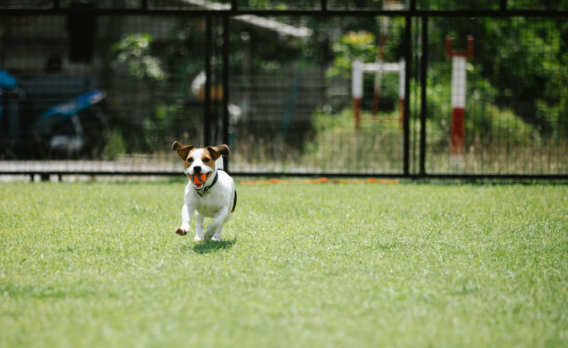 Jack Russell terrier running on green grass, mouth open with a ball, in a fenced yard.