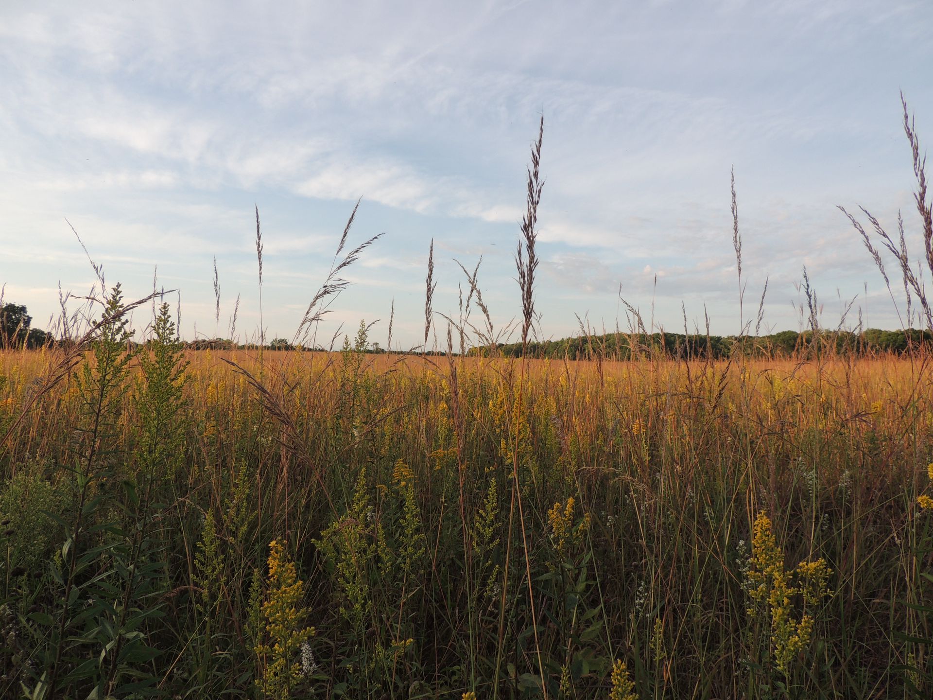 A fountain in a park with palm trees in the background
