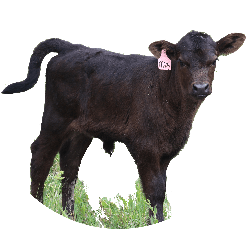 Braune Farms Beef photo 8