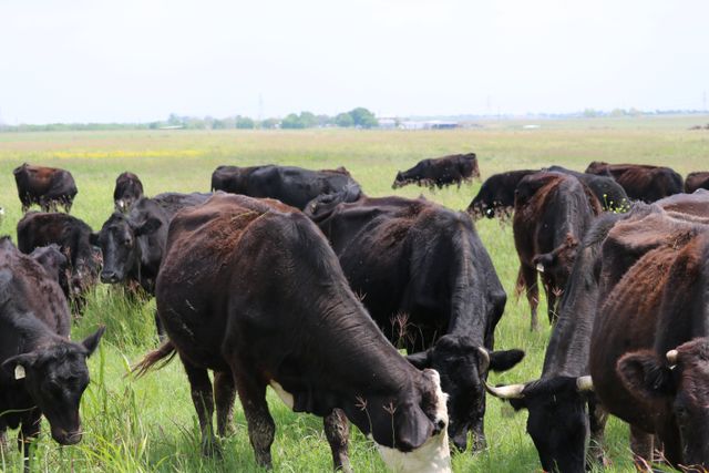 Braune Farms Beef photo 3