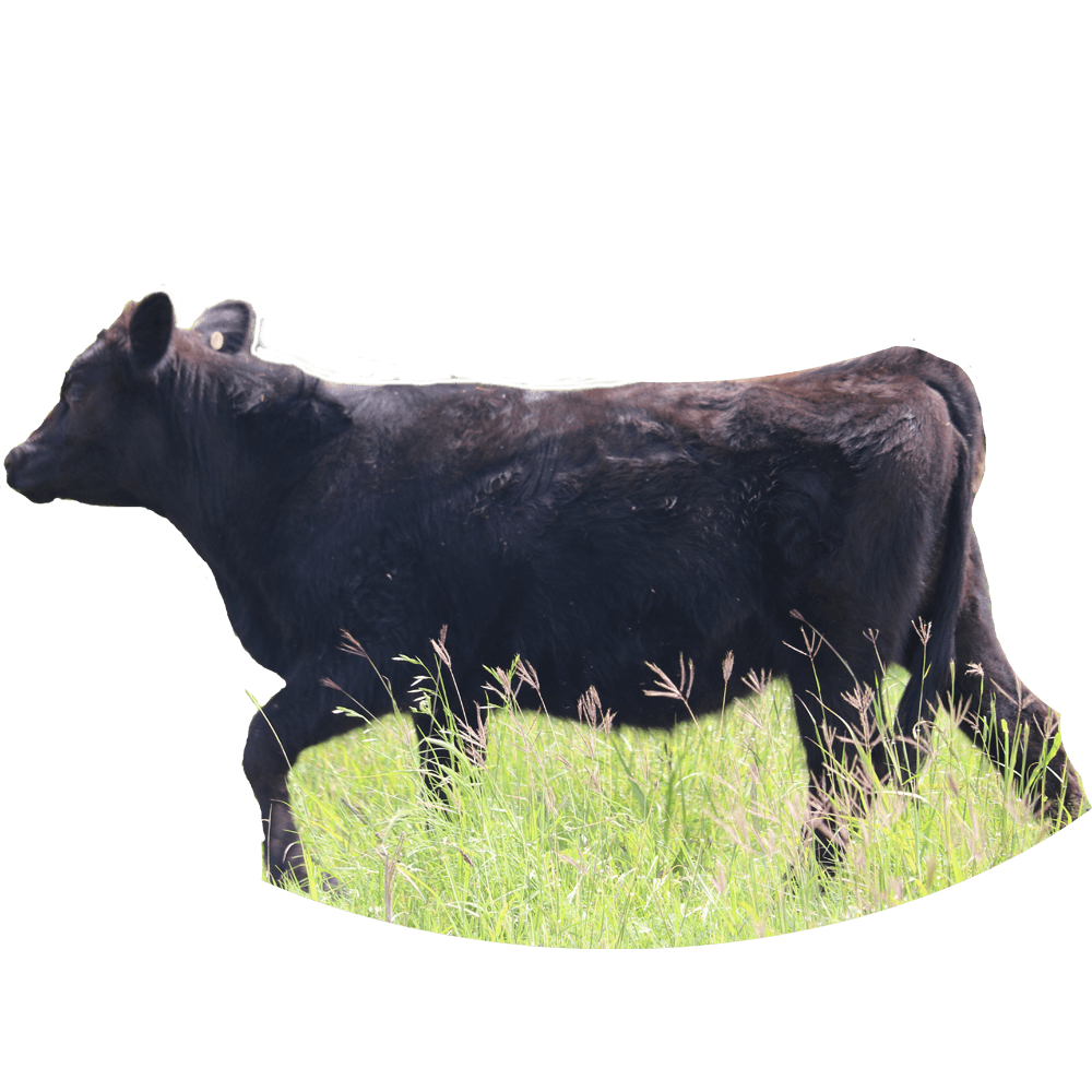 Braune Farms Beef photo 5