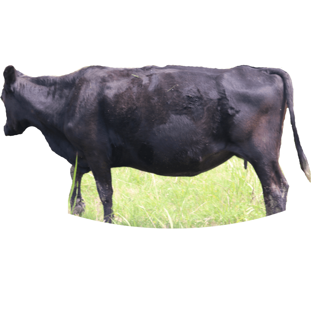 Braune Farms Beef photo 6