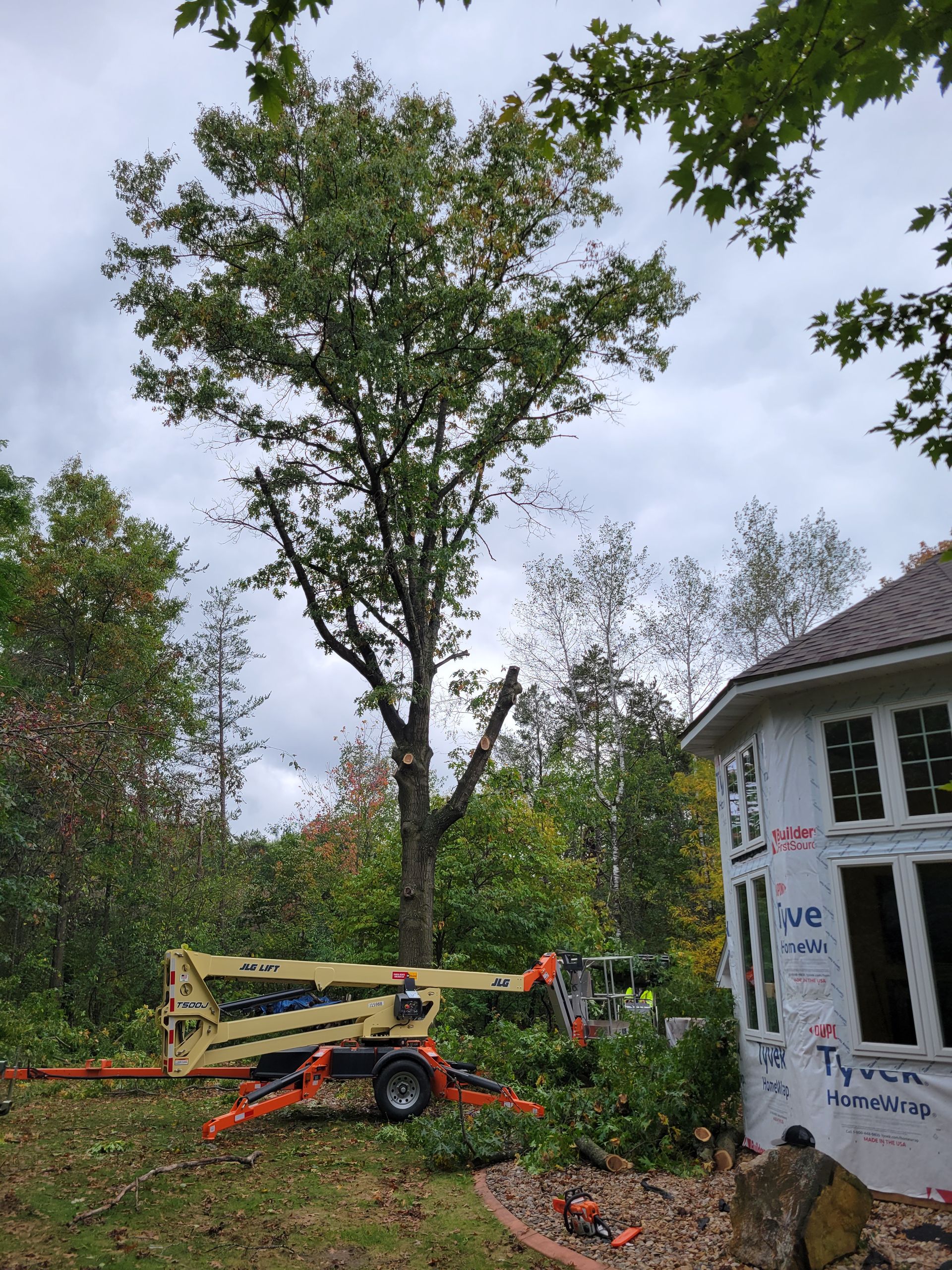 Trimmed tree in Wausau, Wisconsin