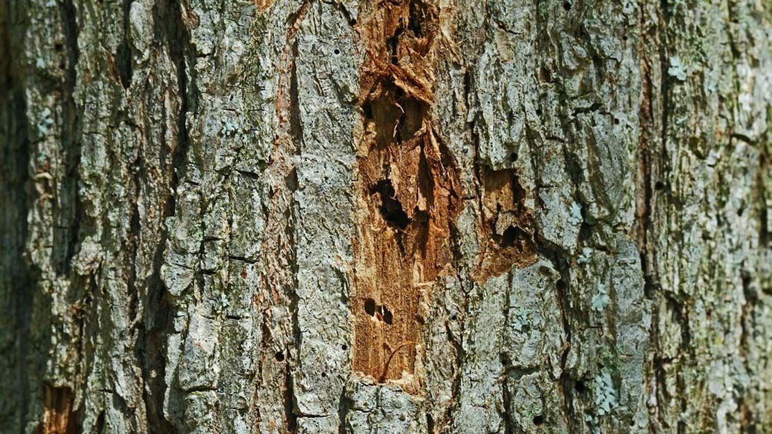 tree with dutch elm disease