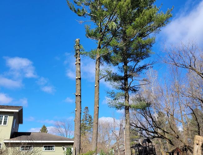 Tree removal service in Wausau WI