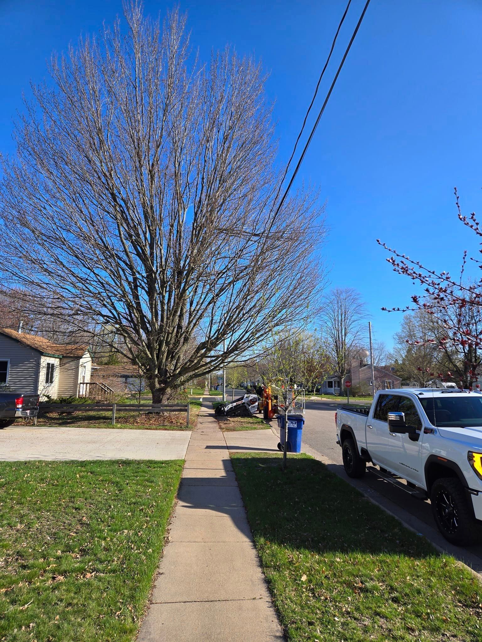 Large tree removal