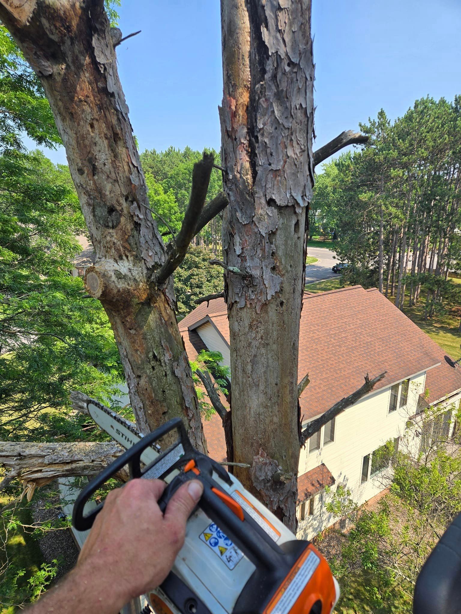 Dead tree getting cut with chainsaw