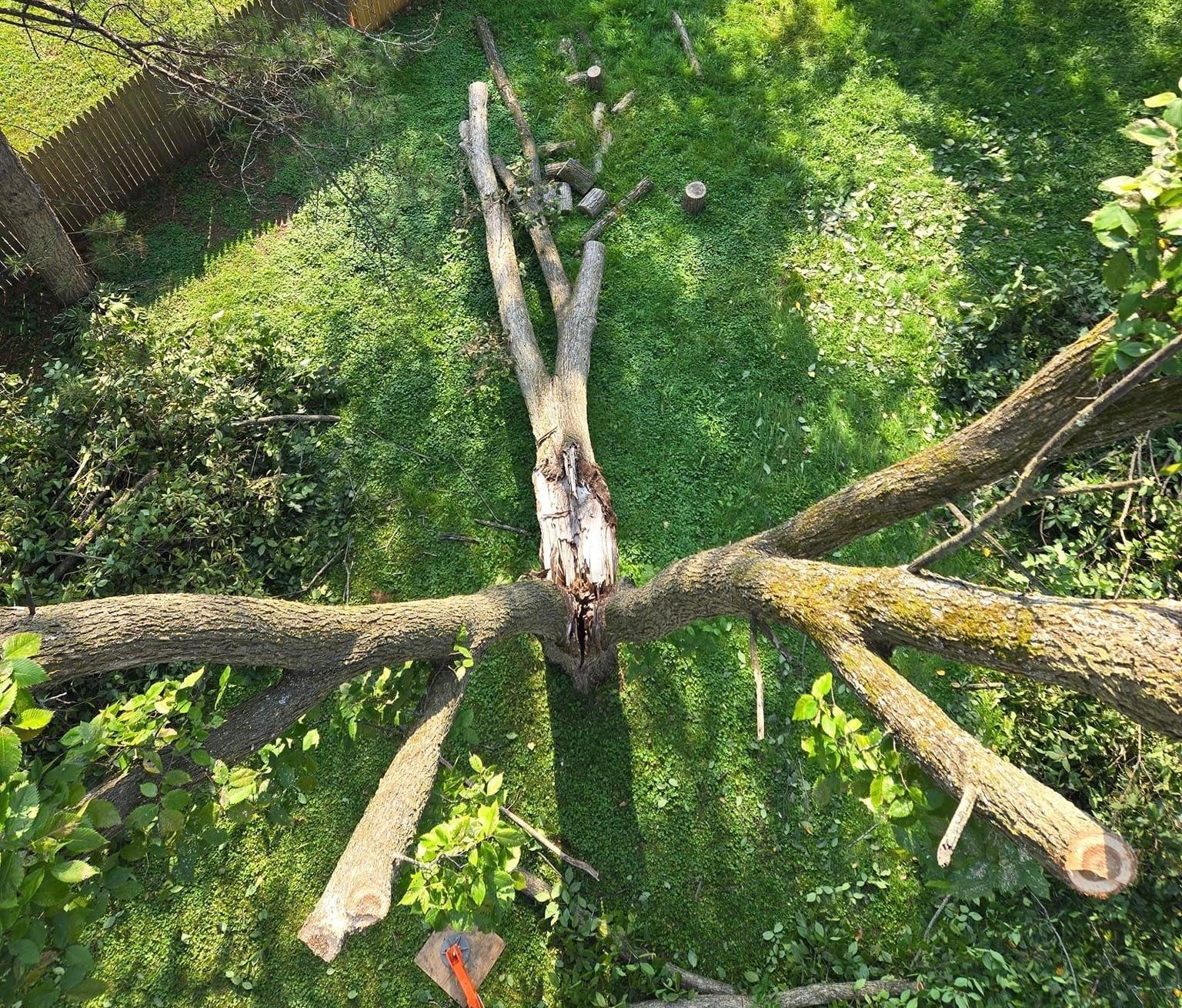 tree removal in Wausau, Wisconsin