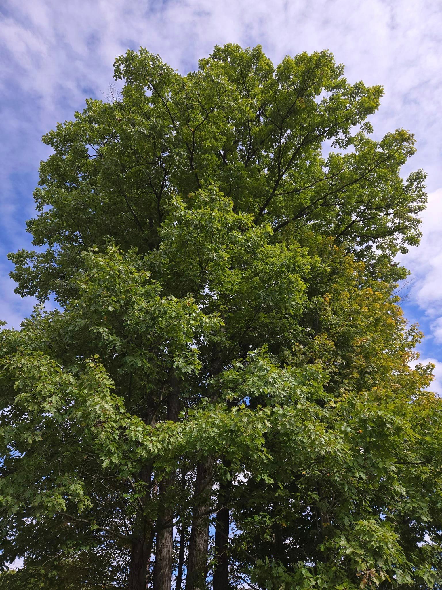 oak tree