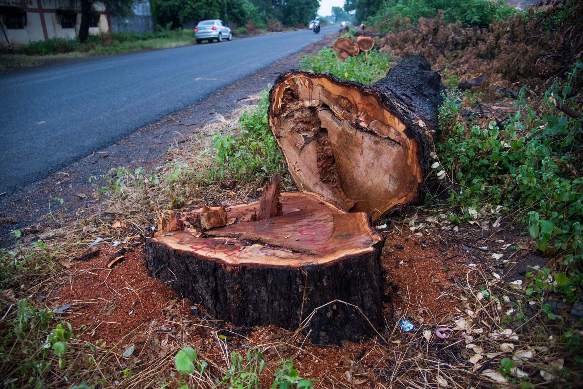 Can Tree Services Prevent Future Stump Problems