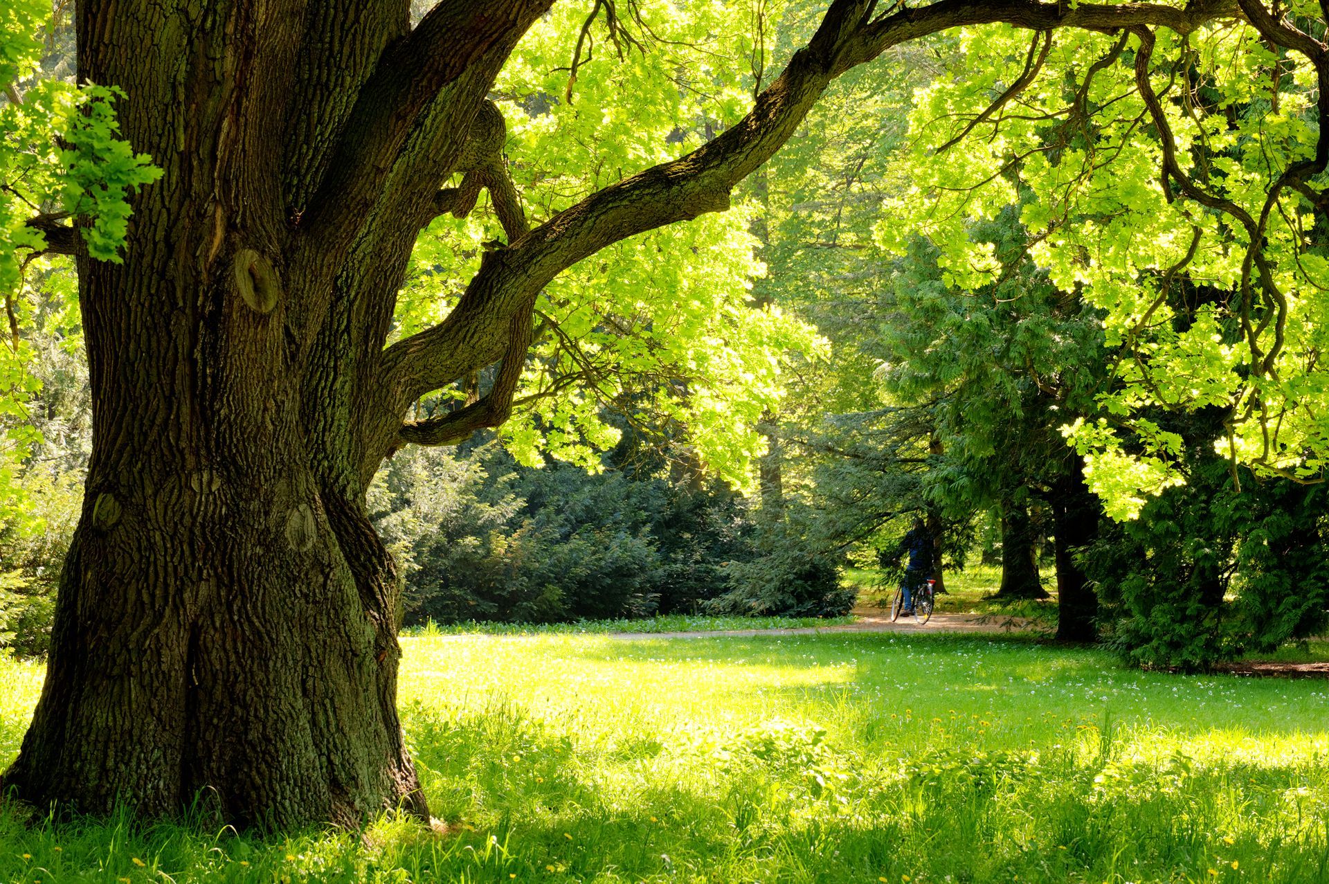 healthy tree in Wausau, Wisconsin