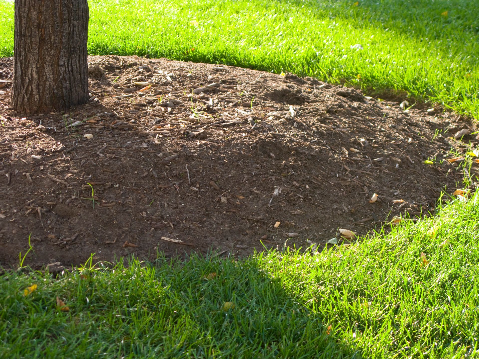 dark brown mulch around a tree