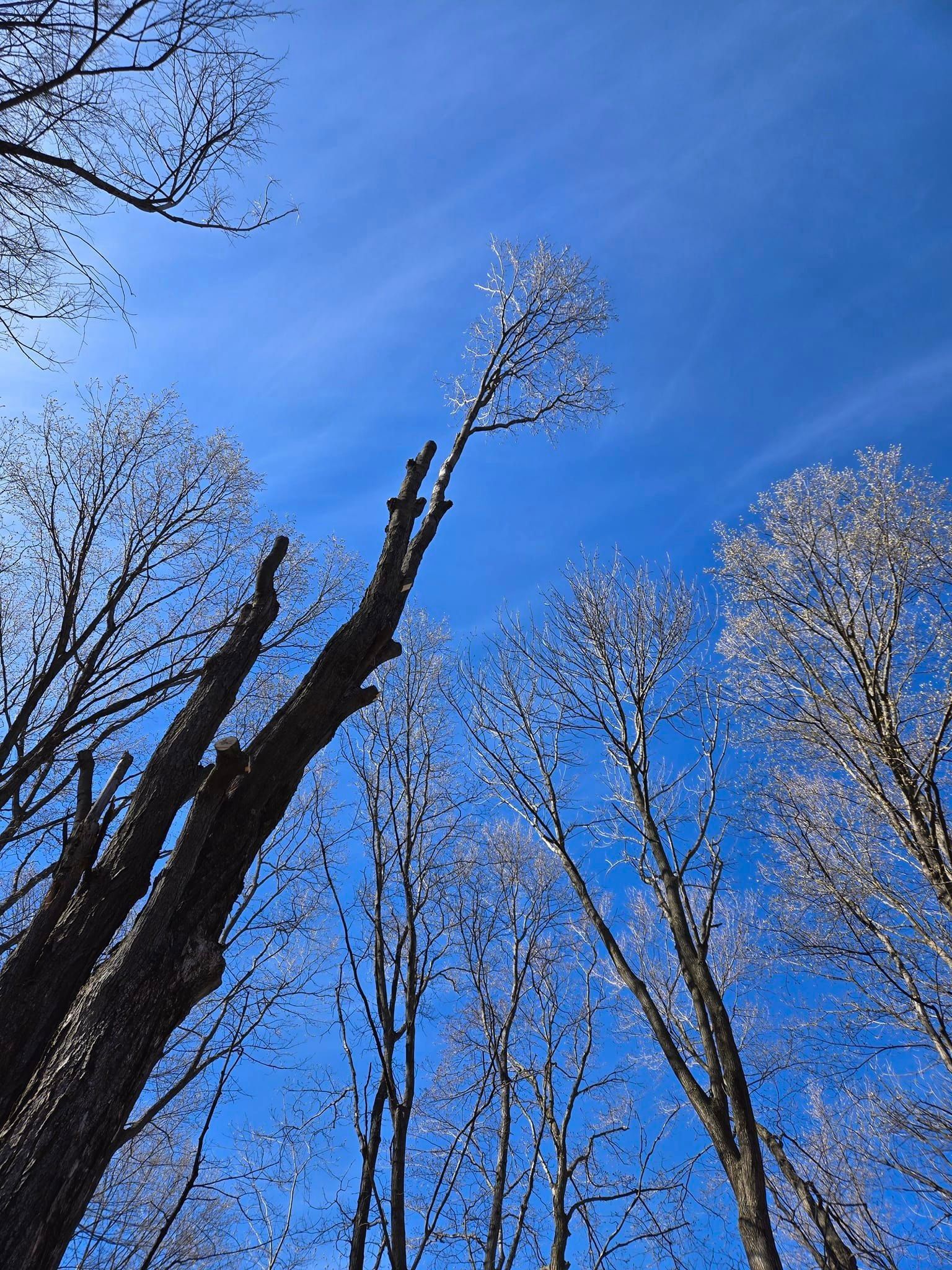 View from below a tree while trimming it for removal