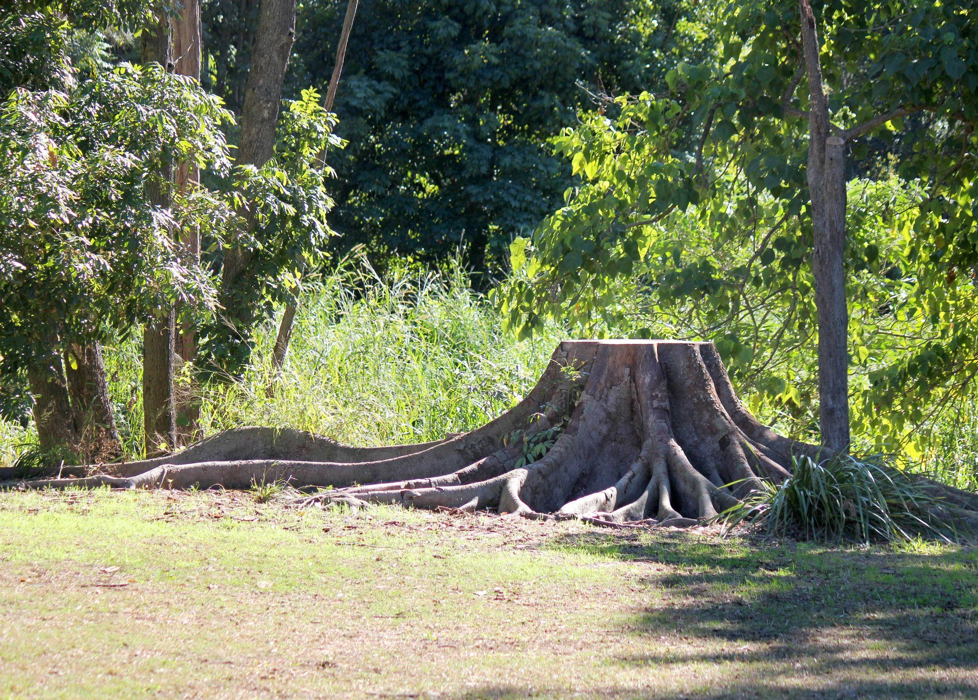 Tree Stump Grinding Services vs Stump Removal Whats Better
