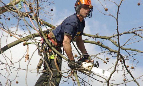 A tree surgeon in a tree