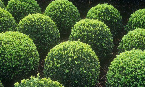 Spherical shrubs