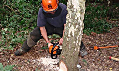 Tree surgeon cutting down a tree