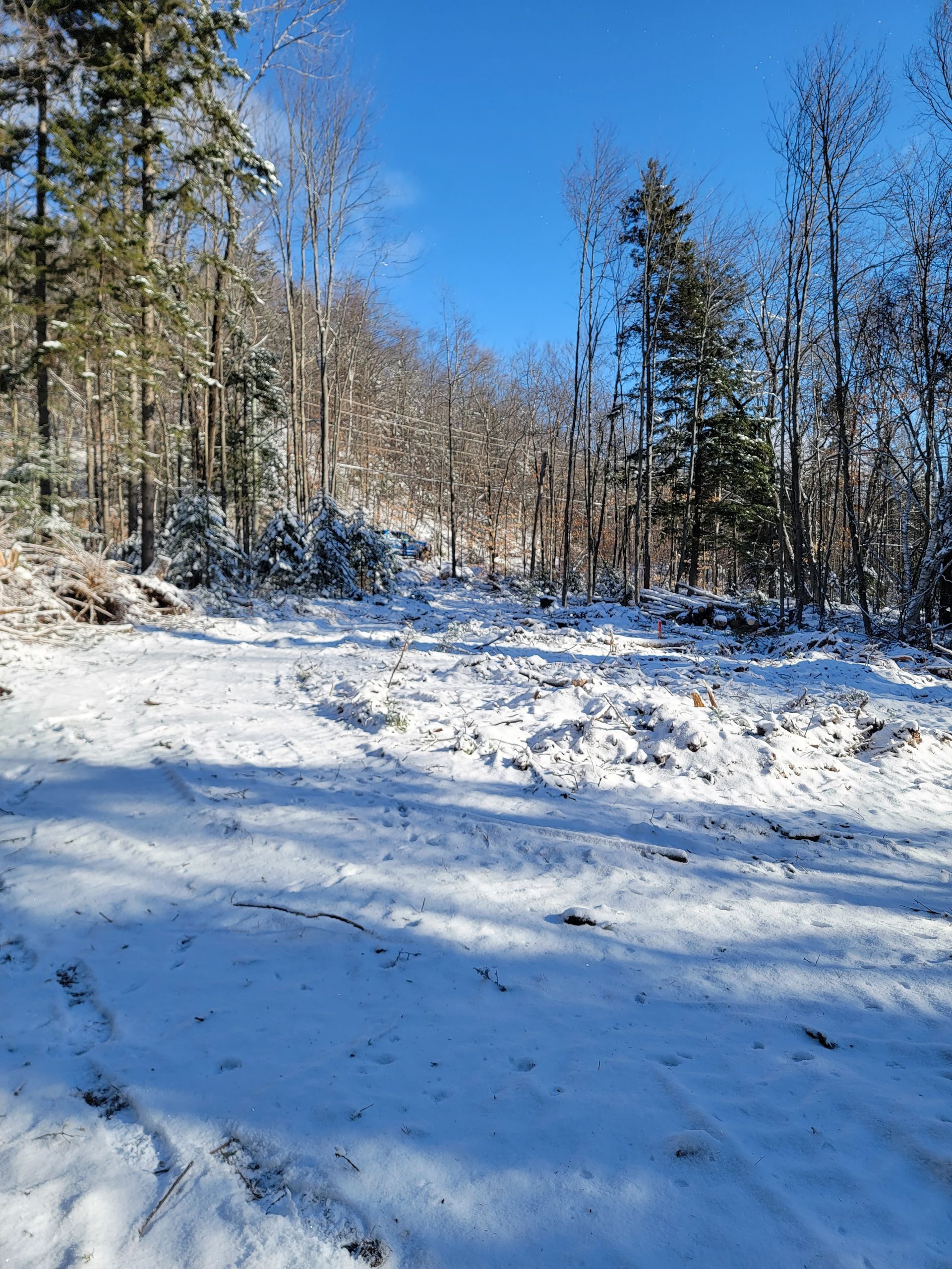 Il y a beaucoup de neige au sol dans les bois.