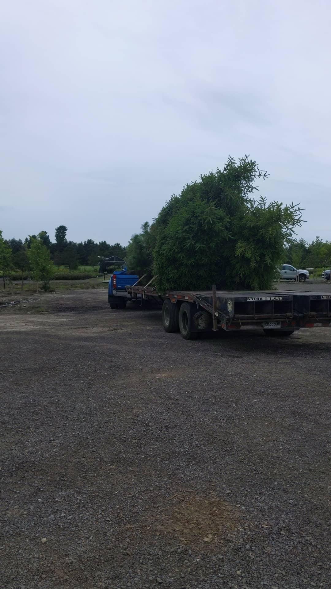 Un camion transporte un gros arbre sur une remorque.