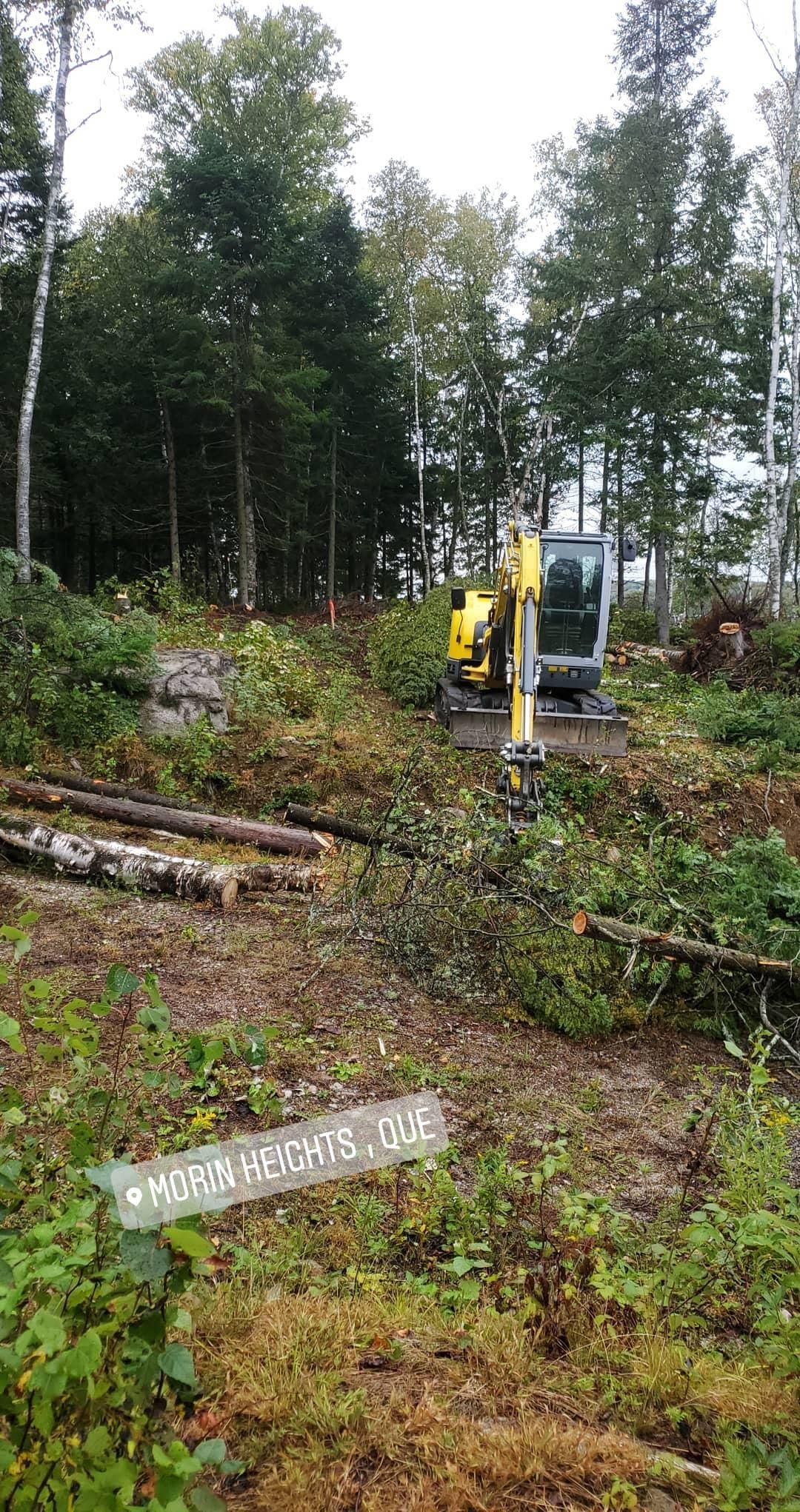 Une excavatrice jaune coupe des arbres dans une forêt.
