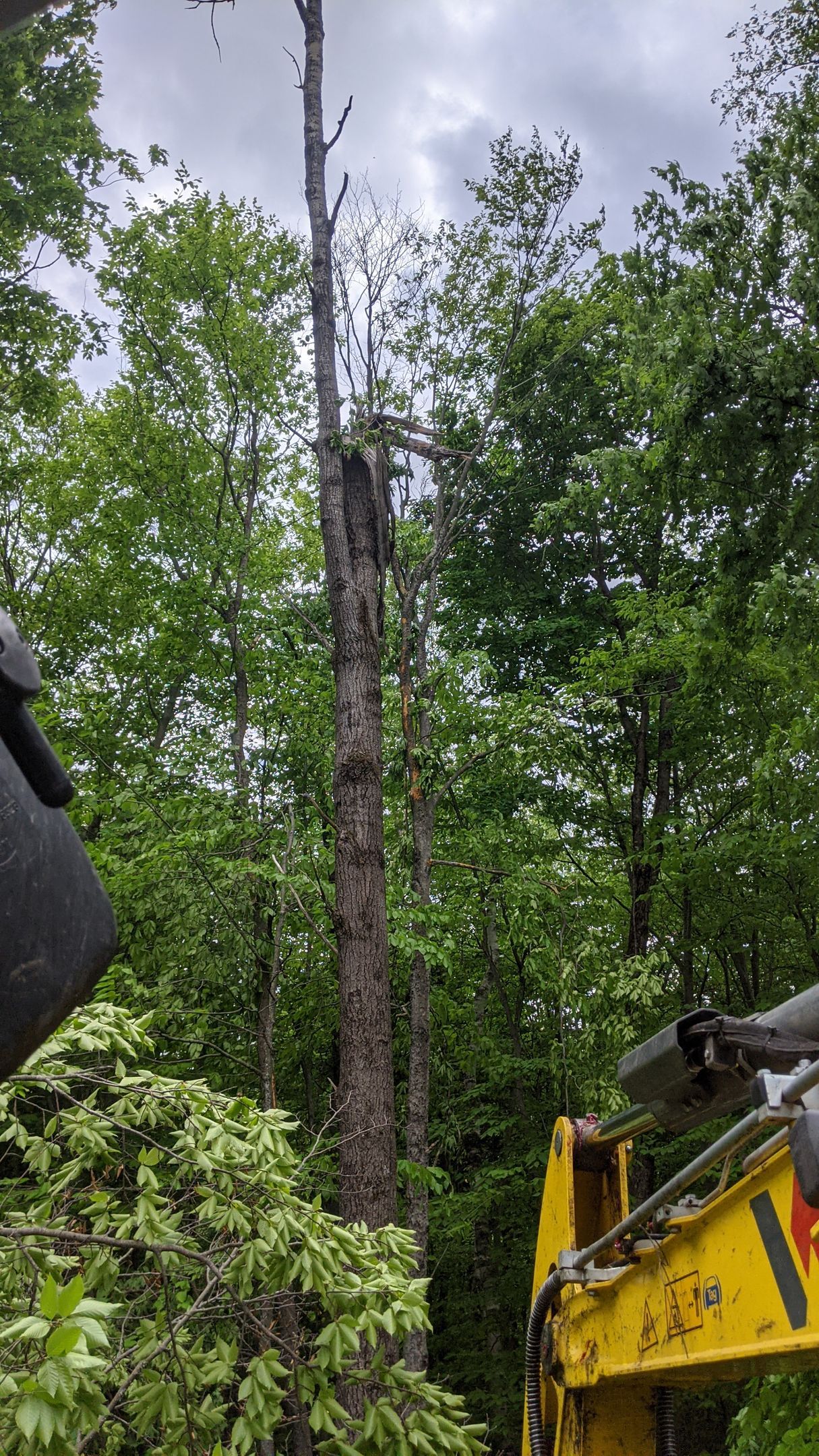 Une excavatrice jaune abat un arbre dans les bois.