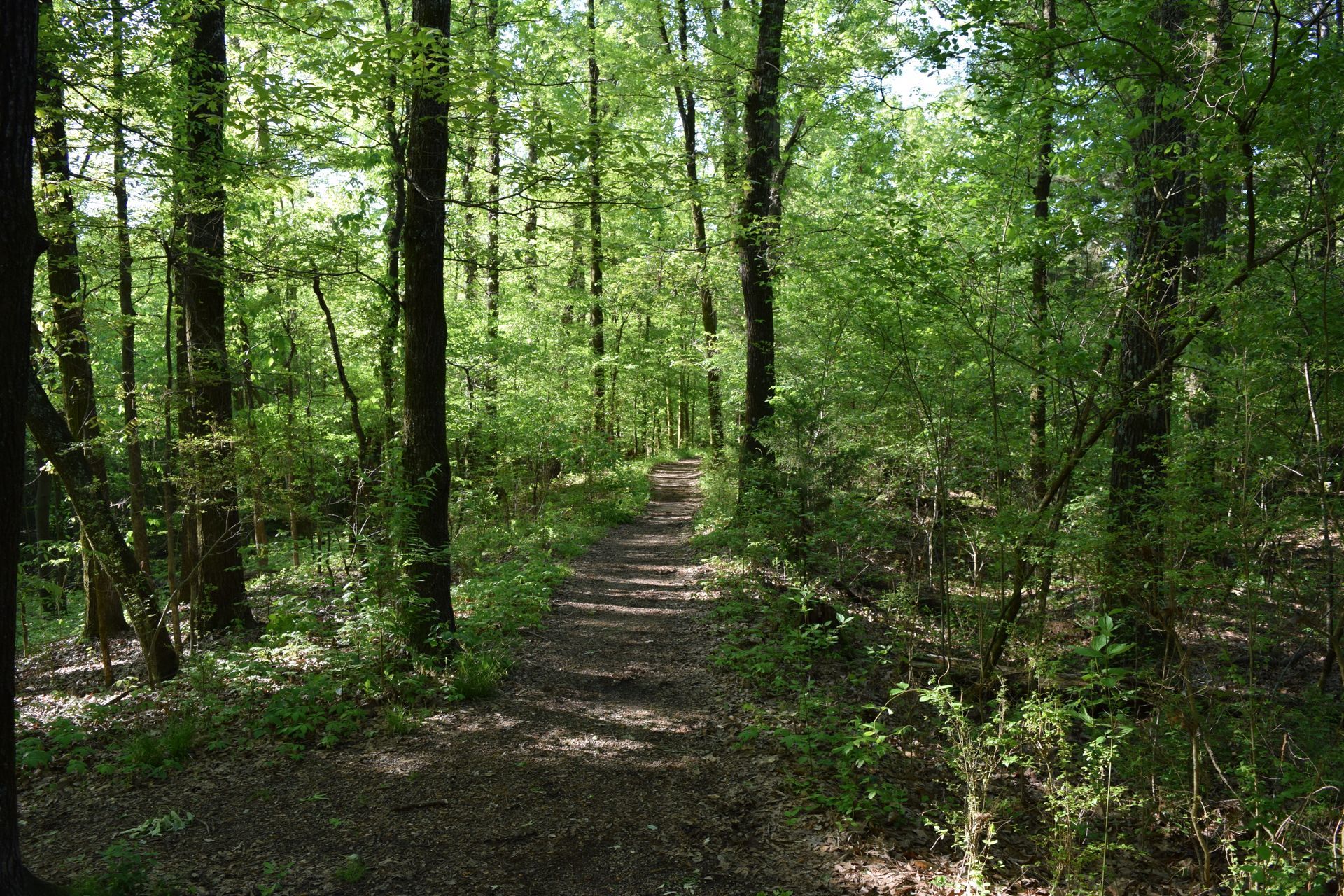 A path in the middle of a forest with lots of trees