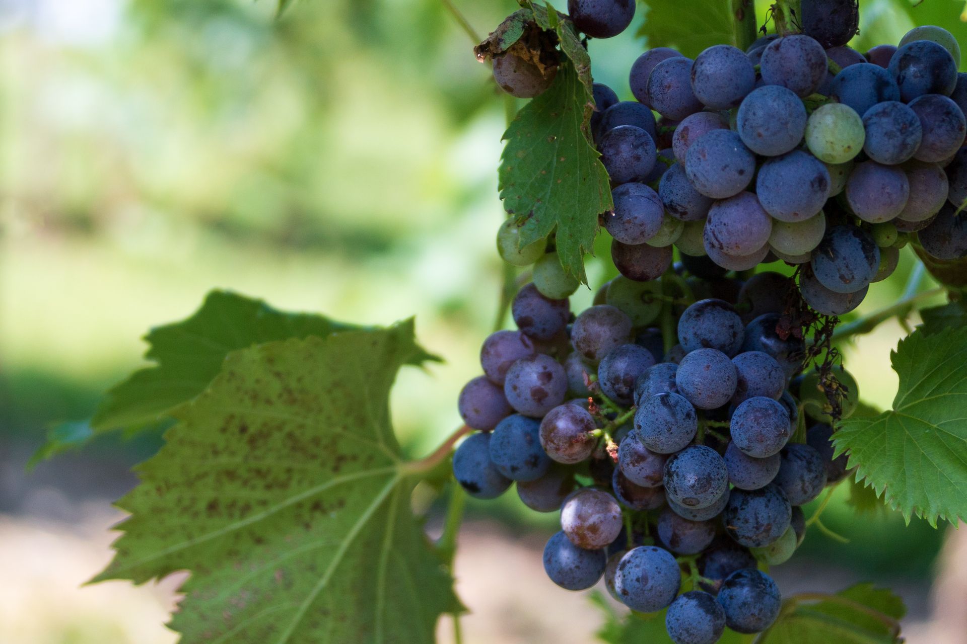A bunch of blue grapes hanging from a vine with green leaves.