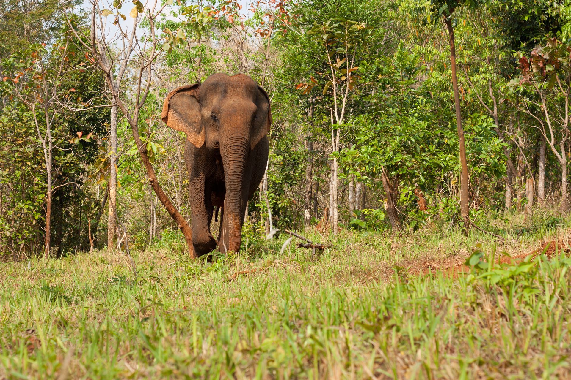 An elephant is walking through a grassy field in the woods.