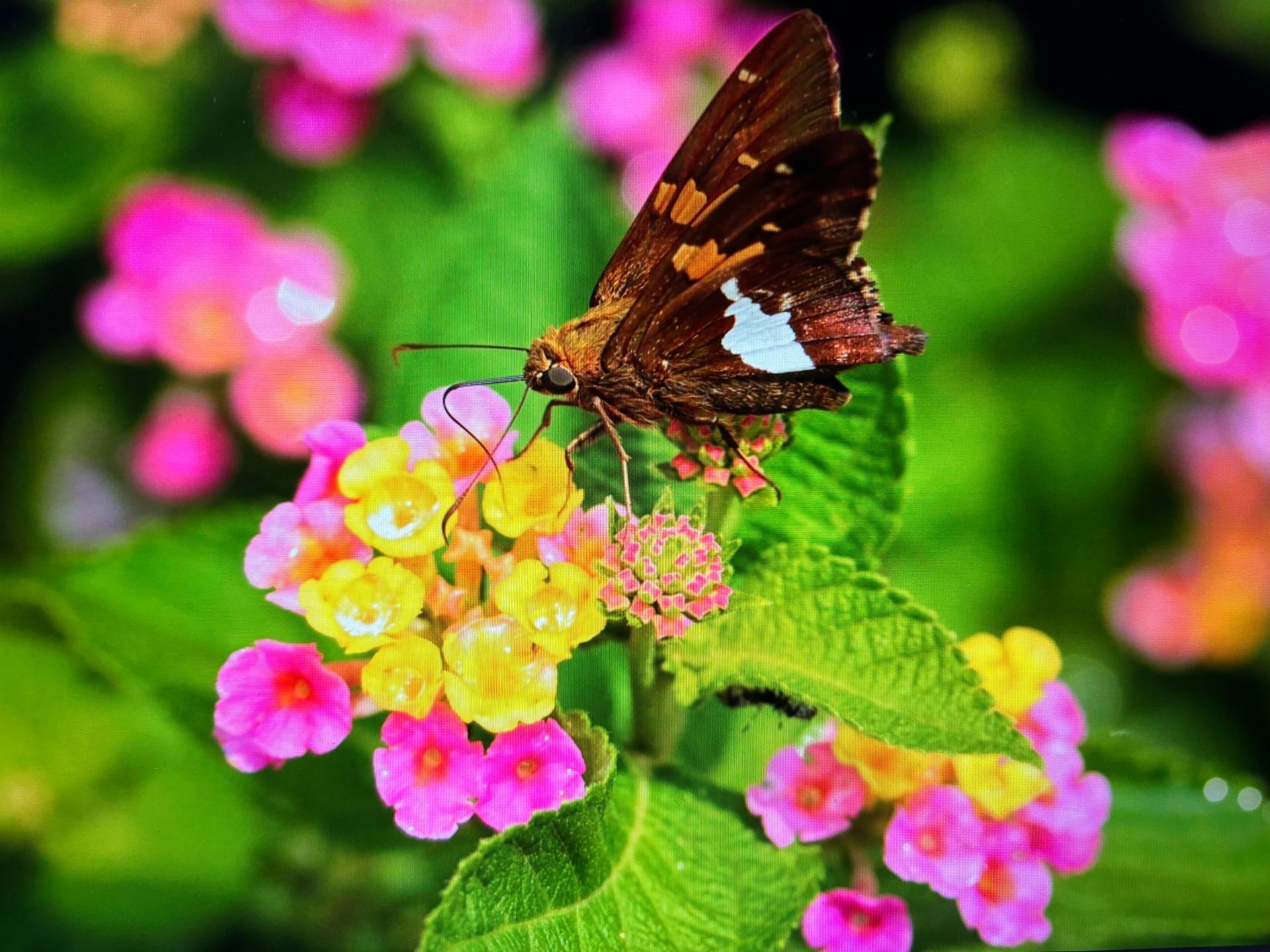 A monarch butterfly is perched on a purple flower