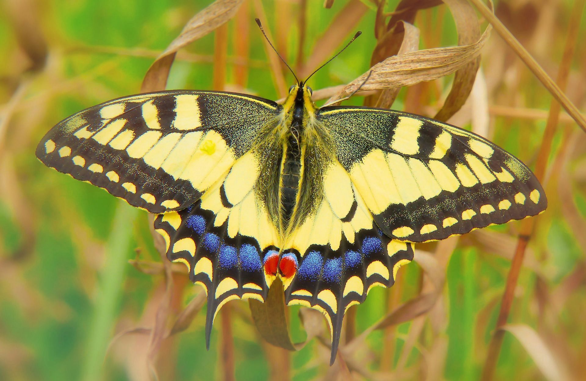 Yellow and black swallowtail butterfly with blue and red markings, wings spread on foliage.