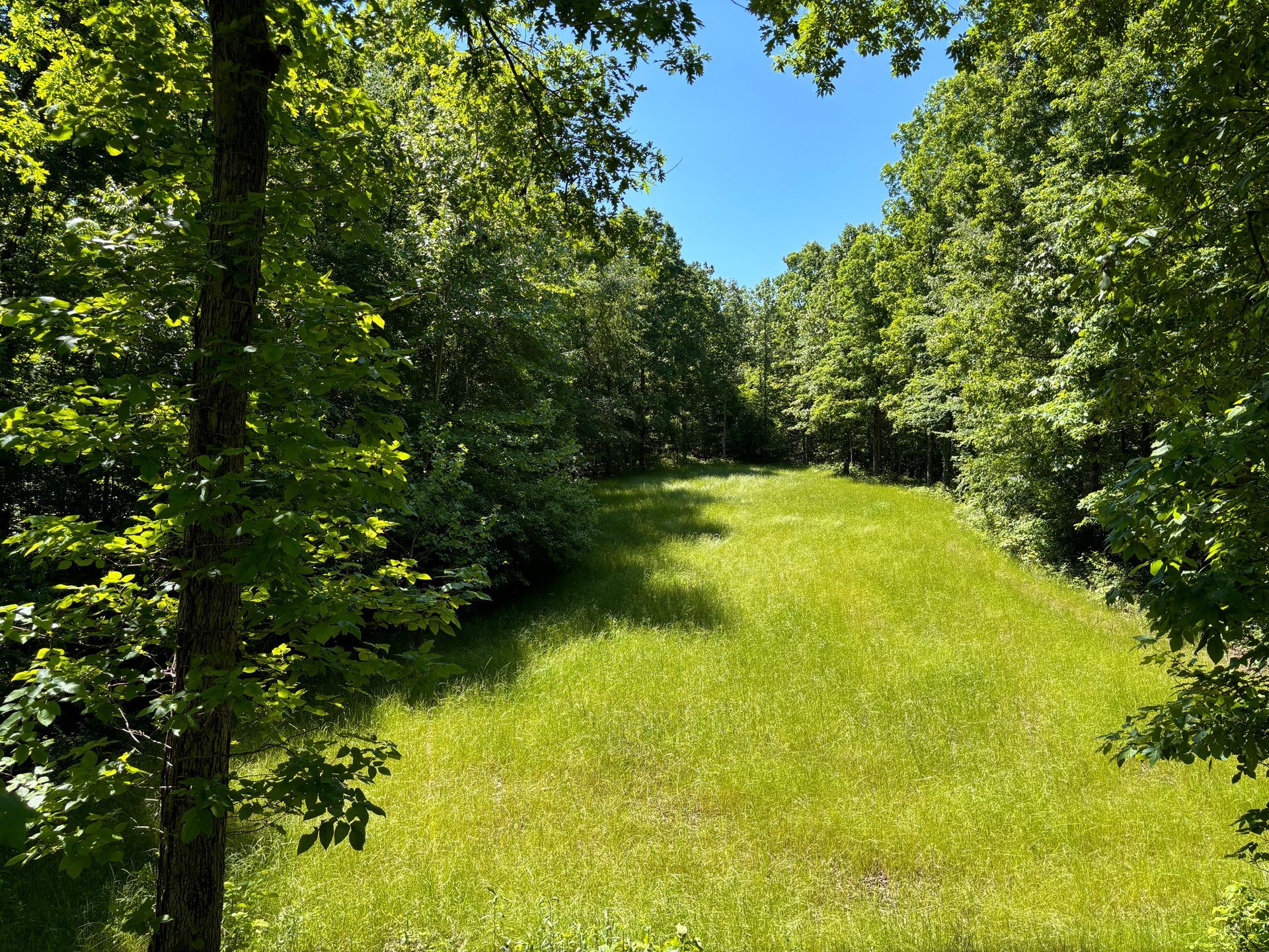 Grassy clearing surrounded by green trees under a bright blue sky.