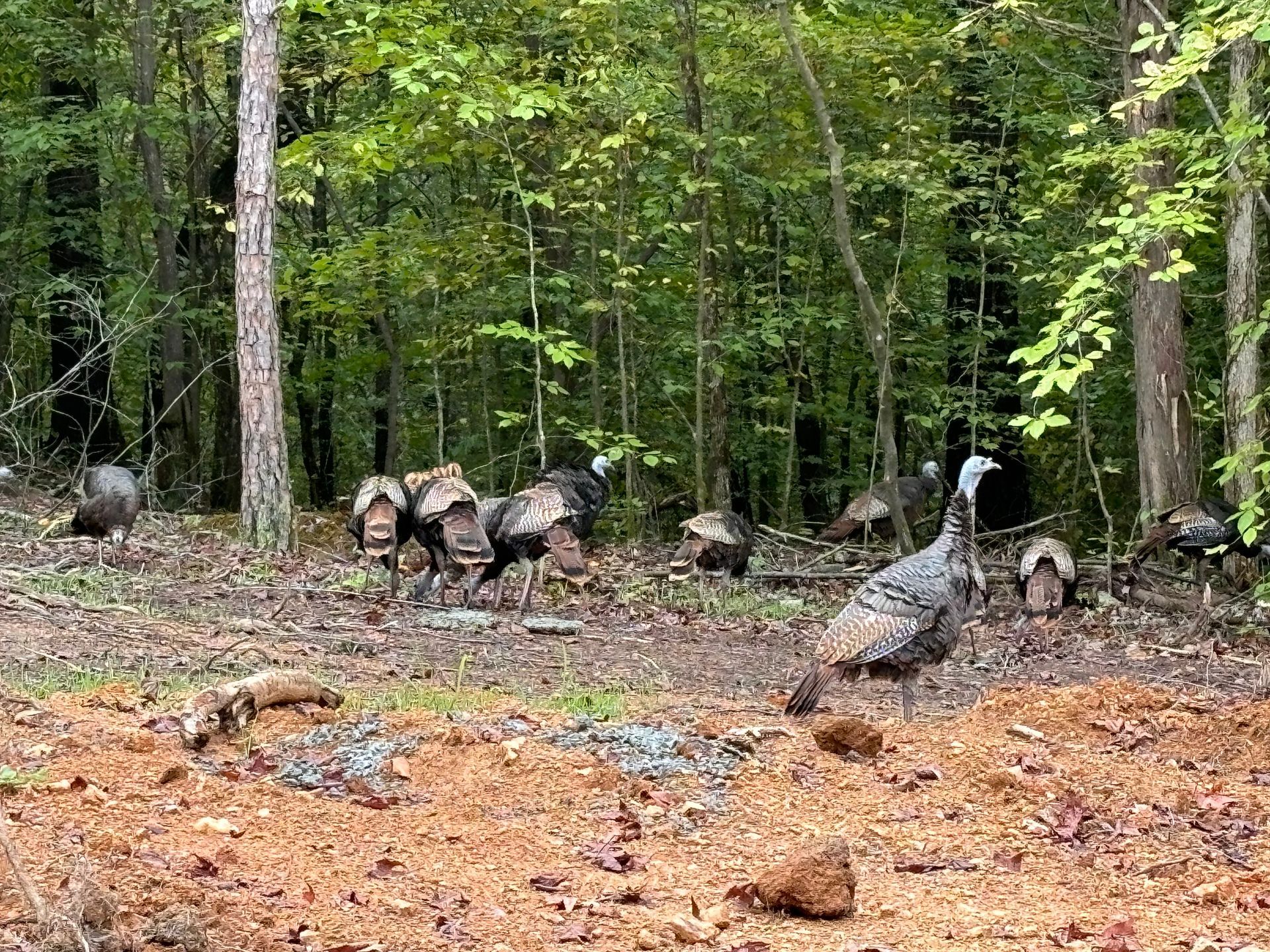 Wild turkeys foraging in a forest clearing, among trees and brown leaves.