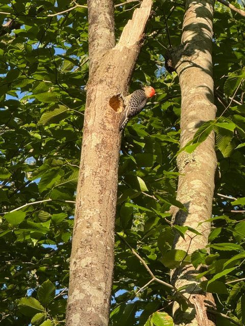 A bird is perched on a tree branch with a red beak