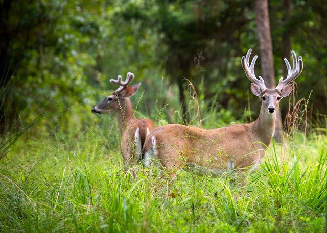 Two deer are standing in the grass in the woods.