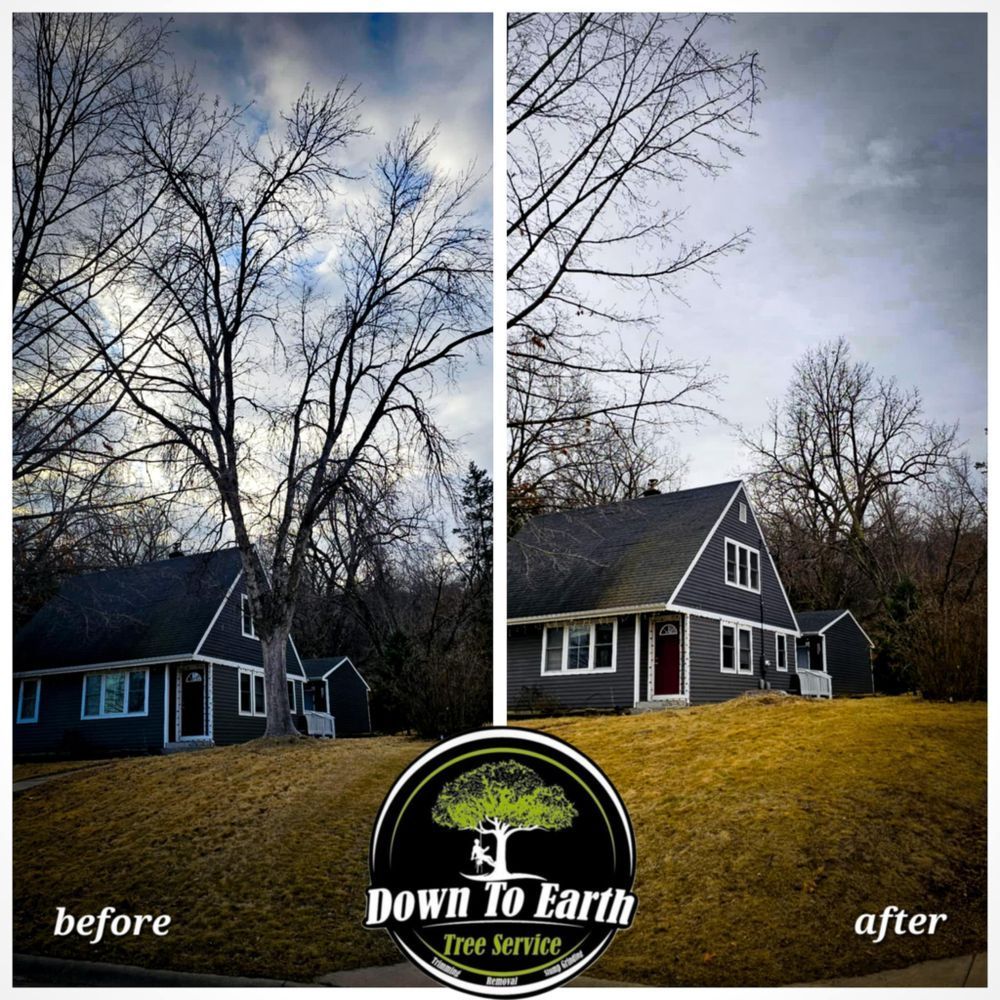 Before and after photo of tree trimming: tree cut to reveal house; overcast sky.