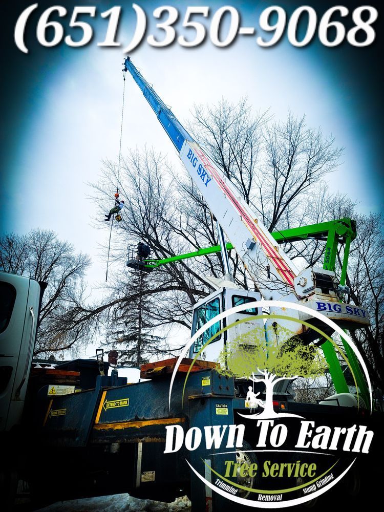 Tree service truck with lift, worker trimming tree, phone number (651)350-9068. 