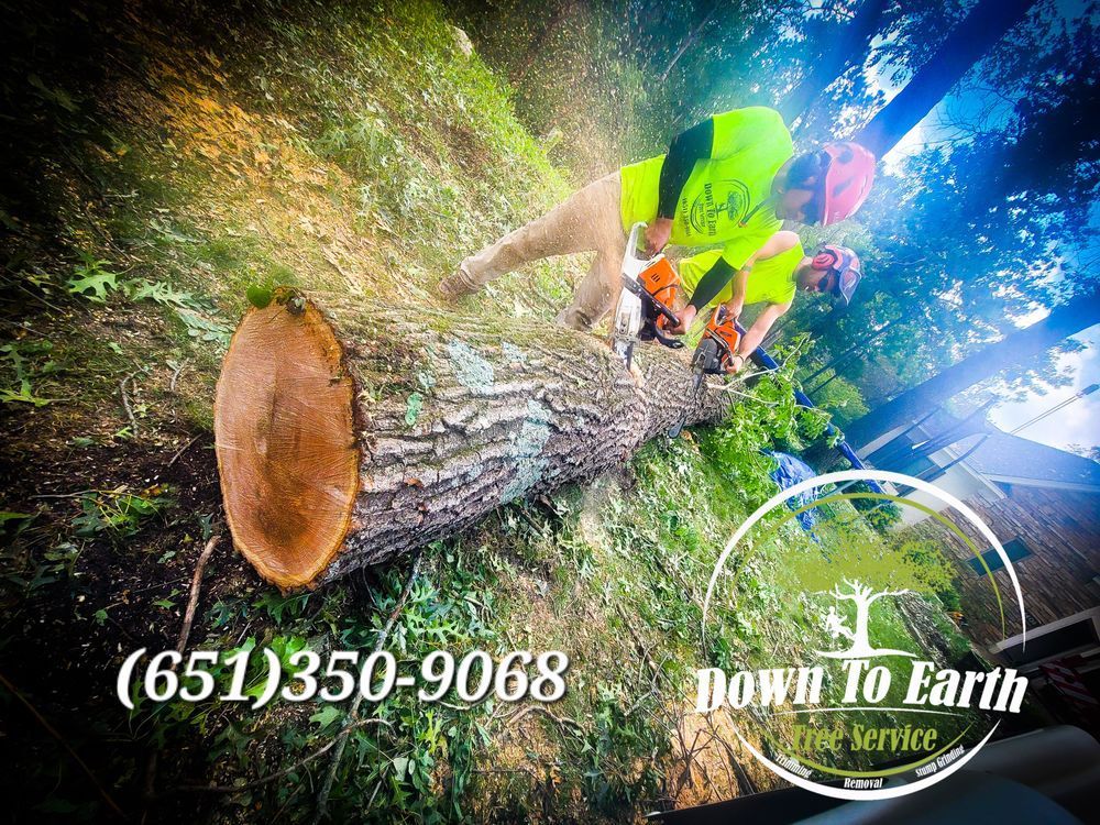 Arborists cutting a fallen tree trunk in a forest, wearing safety gear, Down To Earth Tree Service logo and phone number (651)350-9068.