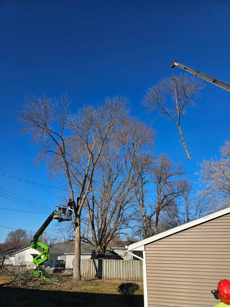 Tree service workers trimming a tree with a lift and crane on a sunny day near houses.