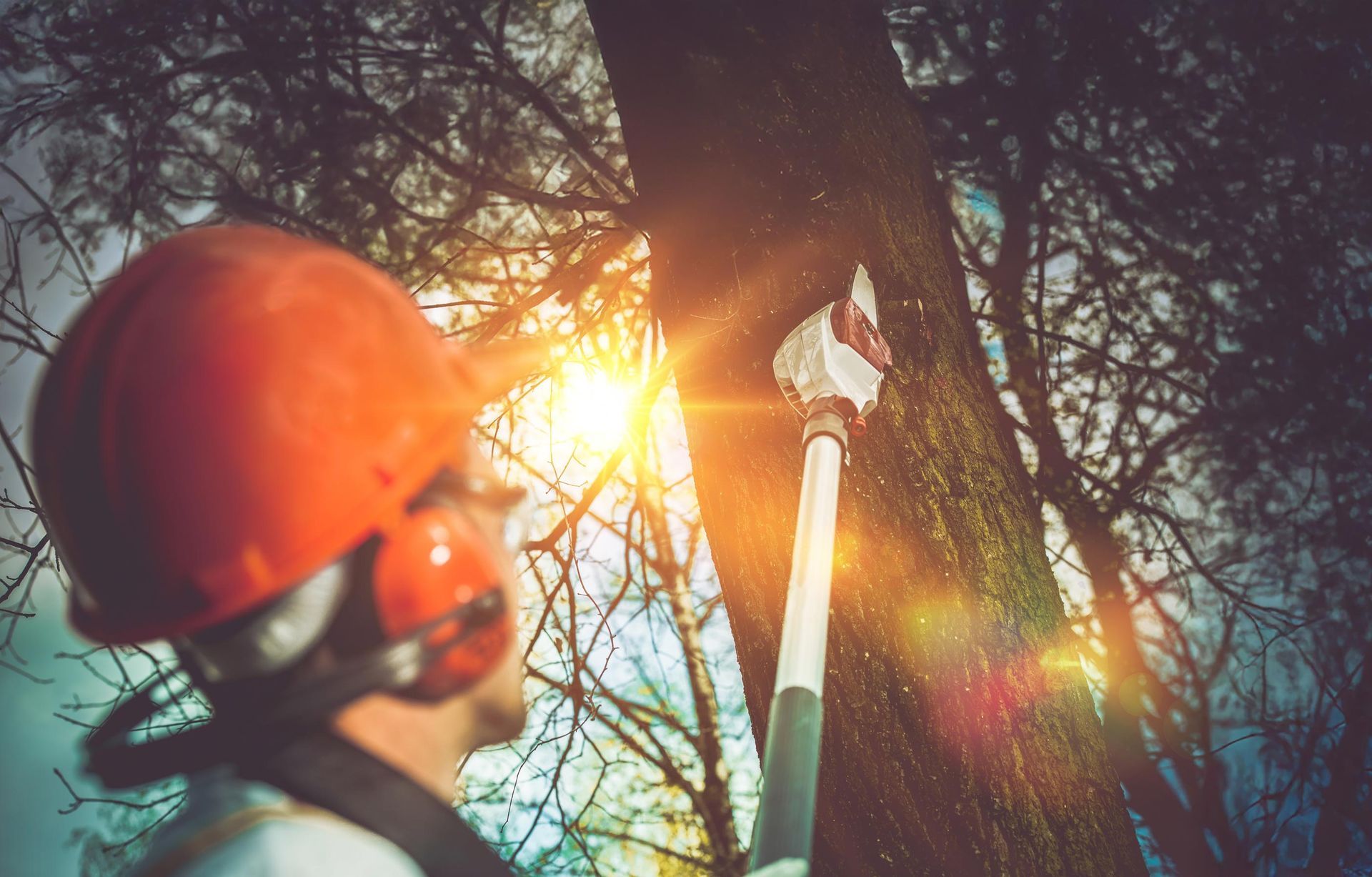Arborist in orange helmet prunes a tree with a pole saw, backlit by the sun.